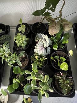 Houseplants For Sale $5 Each