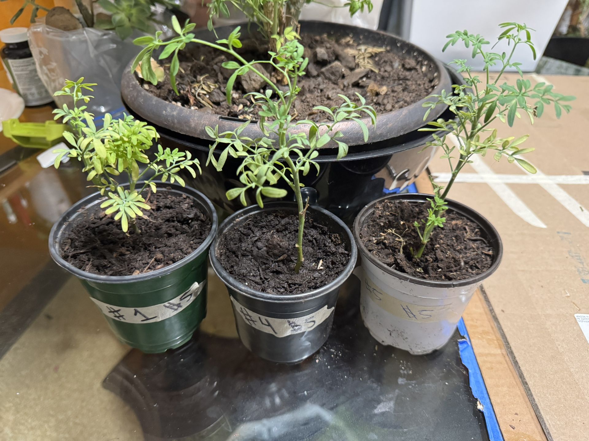 RUE Herb of Grace / Ruda  $5 each