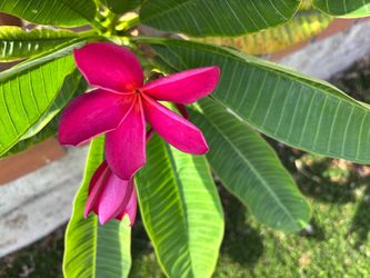 Plumeria cuttings 1 to 2 feet long