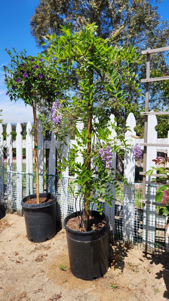 $110 wisteria 🪻 this beautiful climbing plant 