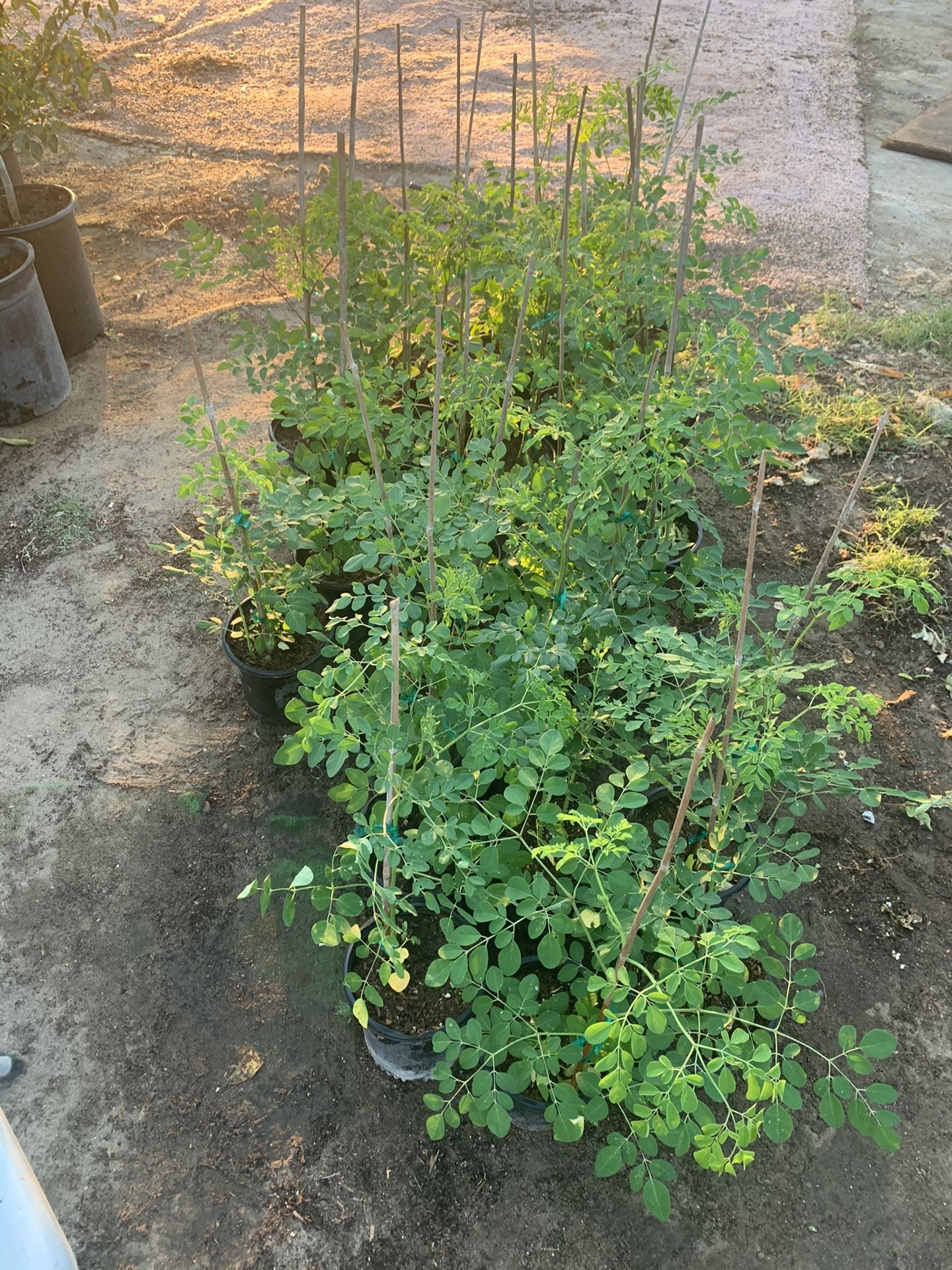 Moringa plants 🌱 $10 each