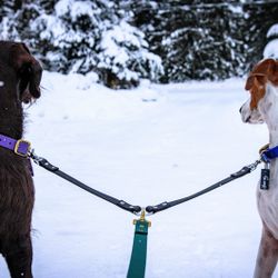 Leash Splitter For 2 Dogs (lilac)