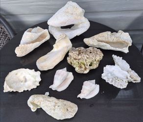 Seashells and Pinecones