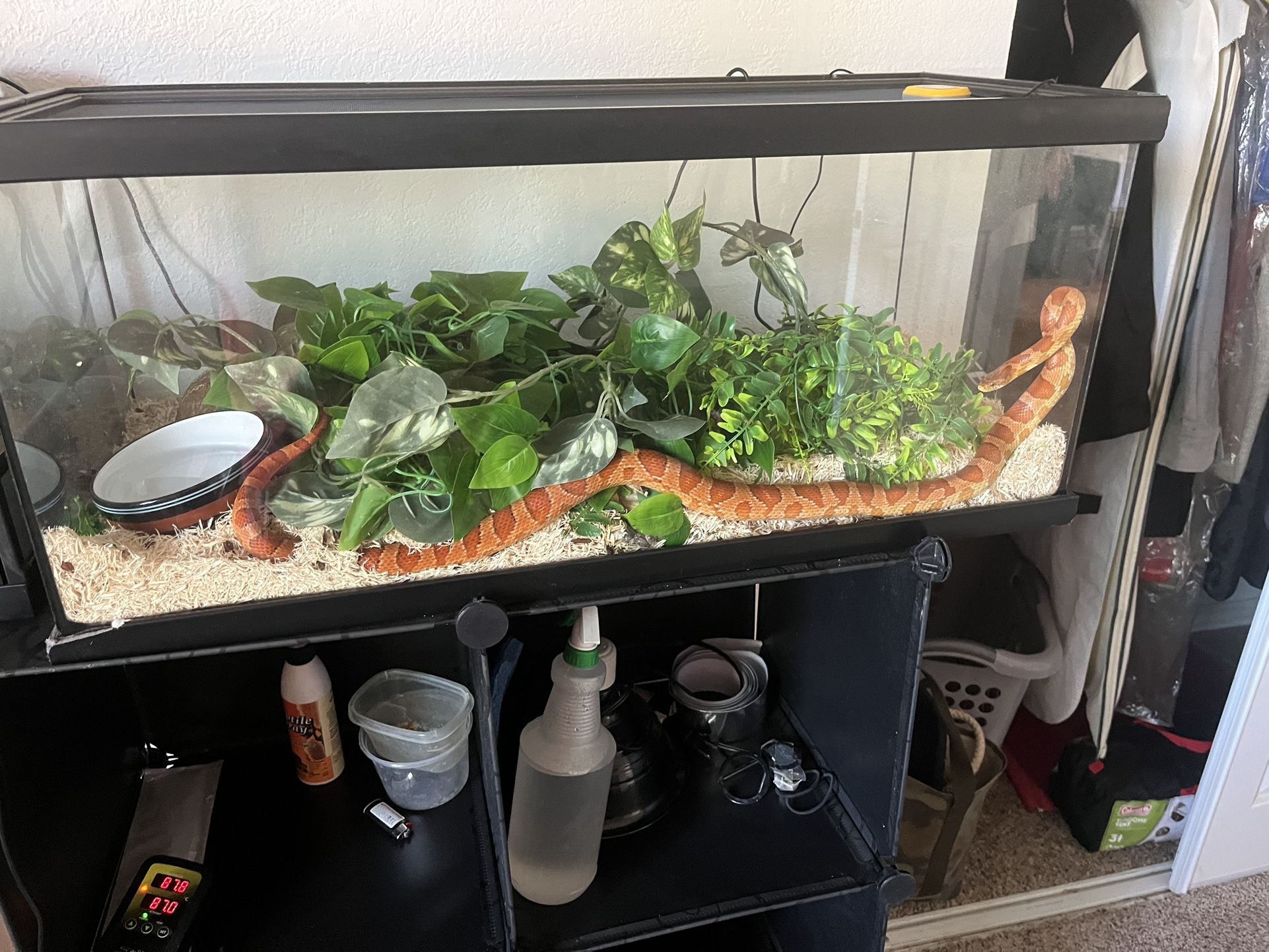 Corn Snake With Enclosure