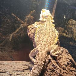 Used reptile clearance supplies