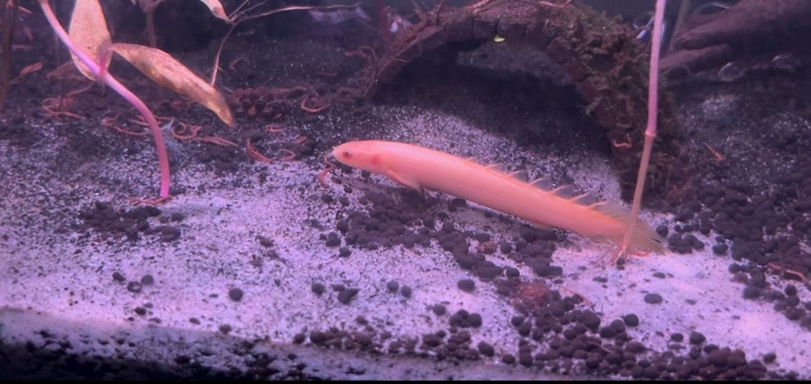 Albino Bichir 5 inches
