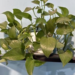 Live Indoor Money Plants 