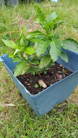 Crossandra kanakambaram firecracker seed