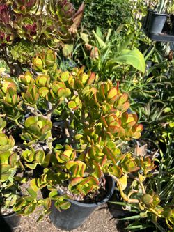 Jade plant
