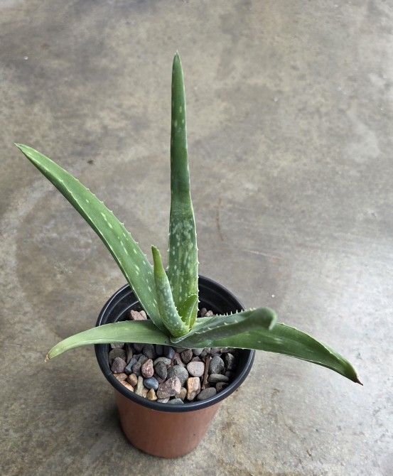 ALOE VERA PLANT For Indoor Or Outdoor