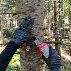 The Ultimate Pikwe Canada Fir Gum Harvesting Tool: Your Essential Outdoor Picoué