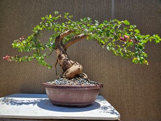 Old Manila Tamarind ( Pithecellobium dulce ) Bonsai tree