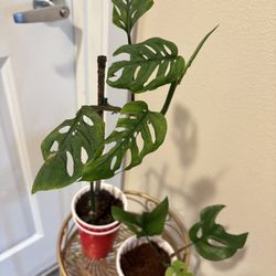 Two Monsteras - One Price