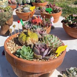 Succulents Arrangement 