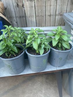 plantas de salvia