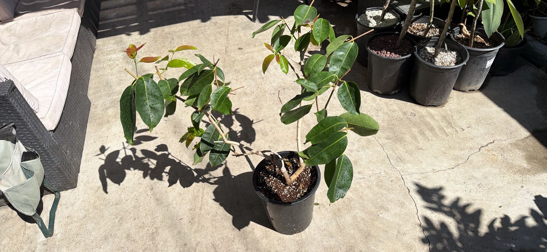 Airlayed Jamun Tree/ Duhat Tree For Sale