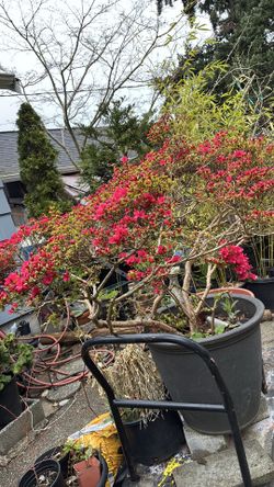 Blooming huge evergreen azalea