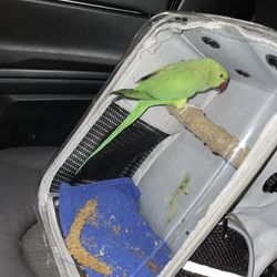 Indian Ring Neck Book bag 