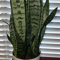 Snake Plant