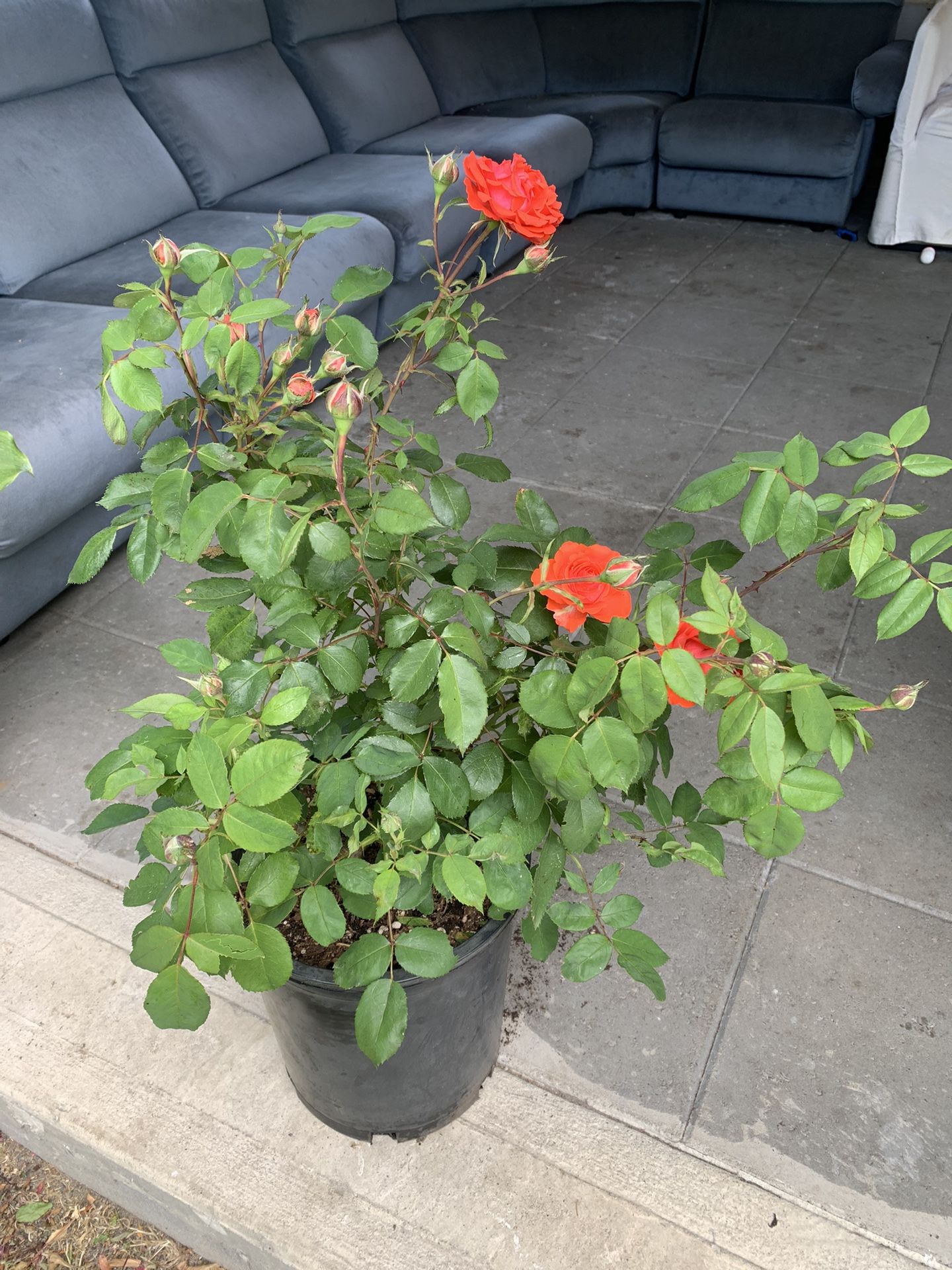 Oudoor rose 3 ft tall
