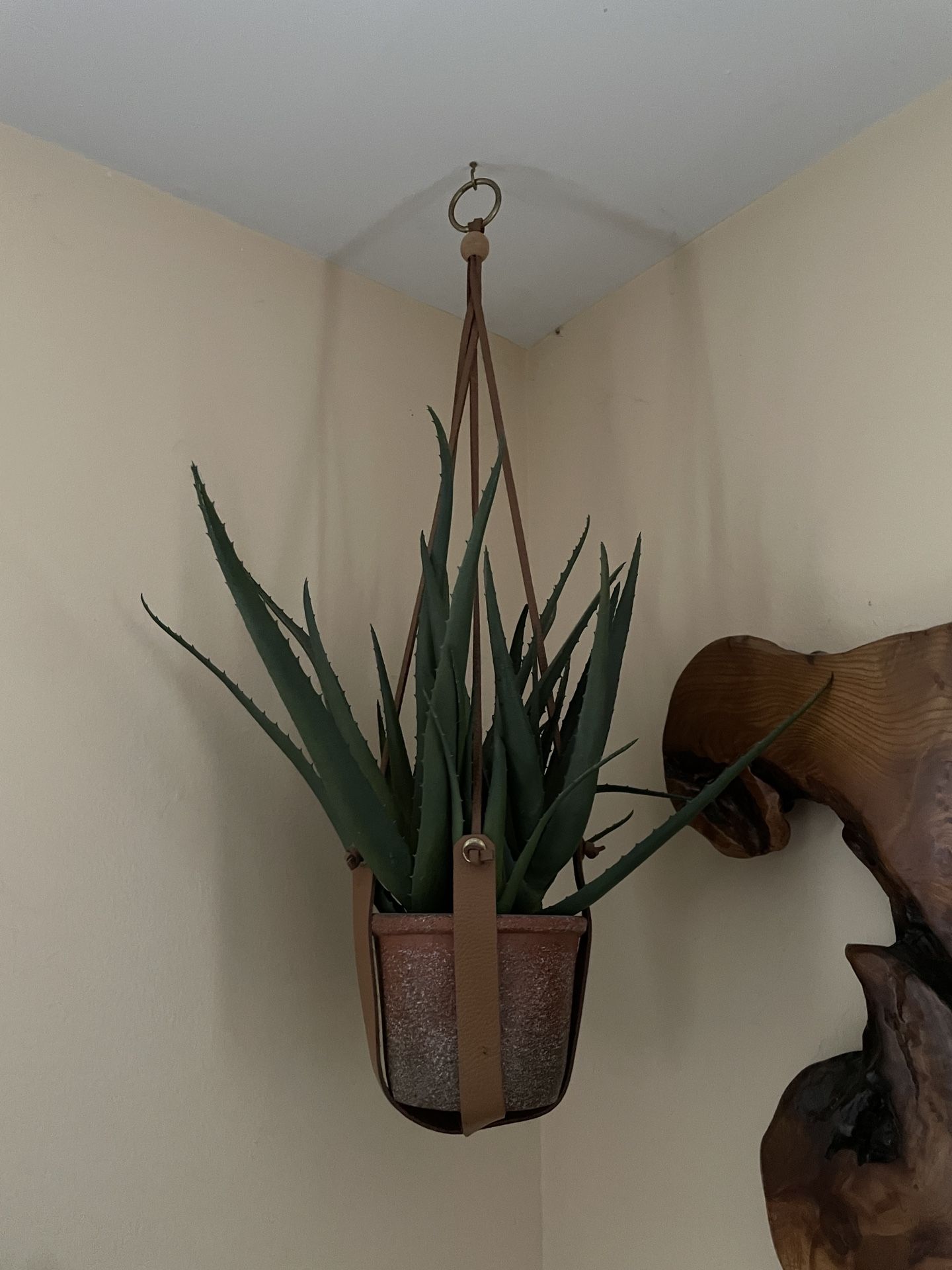 Decorative Aloe Plant