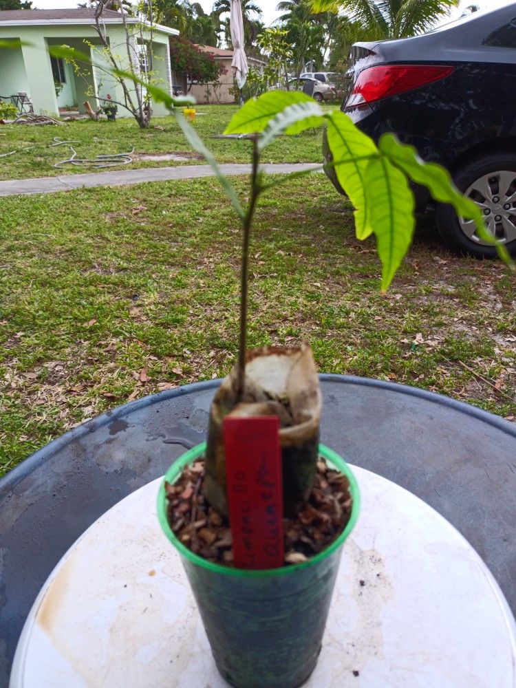 Limoncillo/ Quenepa/ Mamoncillo Live Tree for Sale in Hollywood, FL