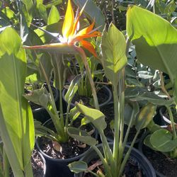 5 Gallon Size- Hibiscus- Podocarpus- Pepper Trees- Pine Trees- Ficus- Lavender- Boxwood- Bougainvillea- Bird Of Paradise- 