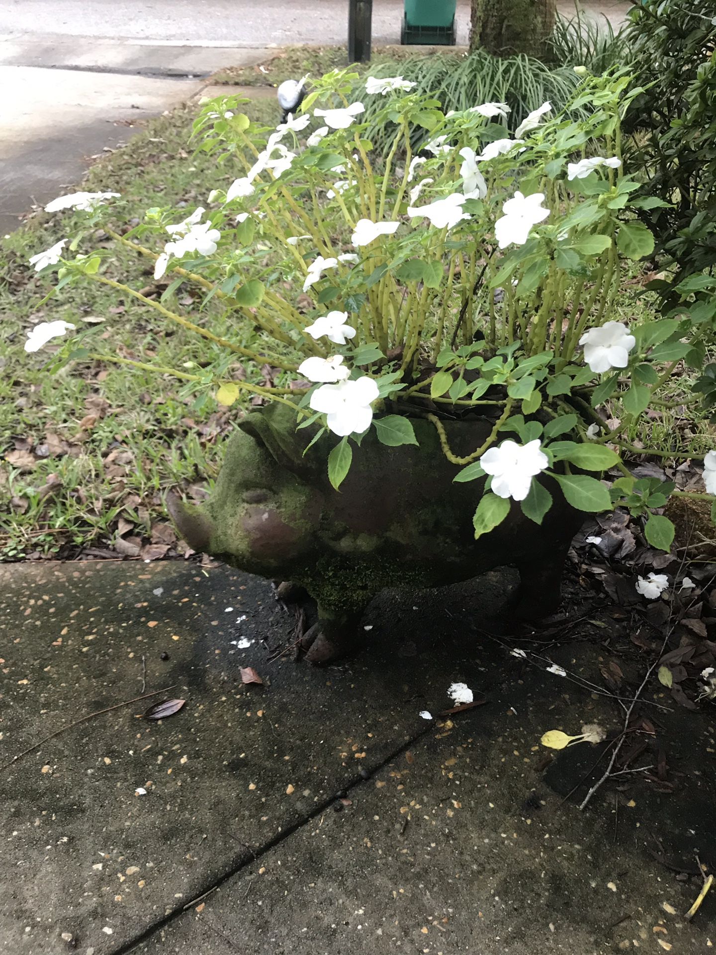 Pig planter