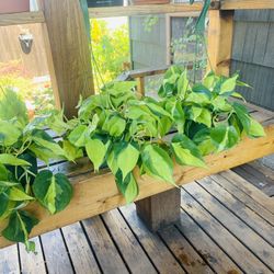 Live Indoor Brasil Cordatum plant in a hanging plastic nursery planter pot—firm price