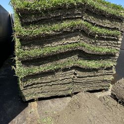 St Augustine Sod