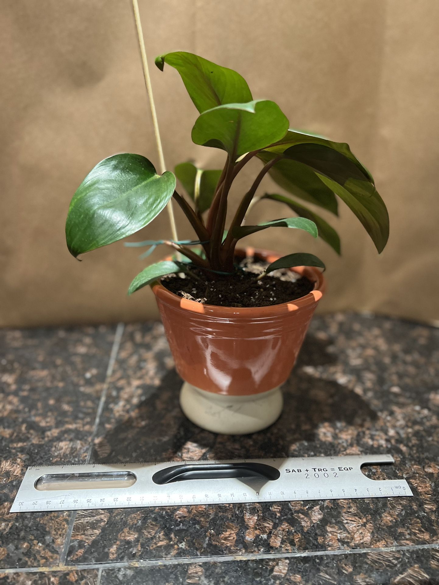 Philodendron Rojo Congo