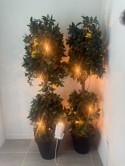 2  GREEN LIGHTNING TREE