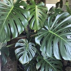 Beautiful plant that includes a 20 x 20" porcelain pot,