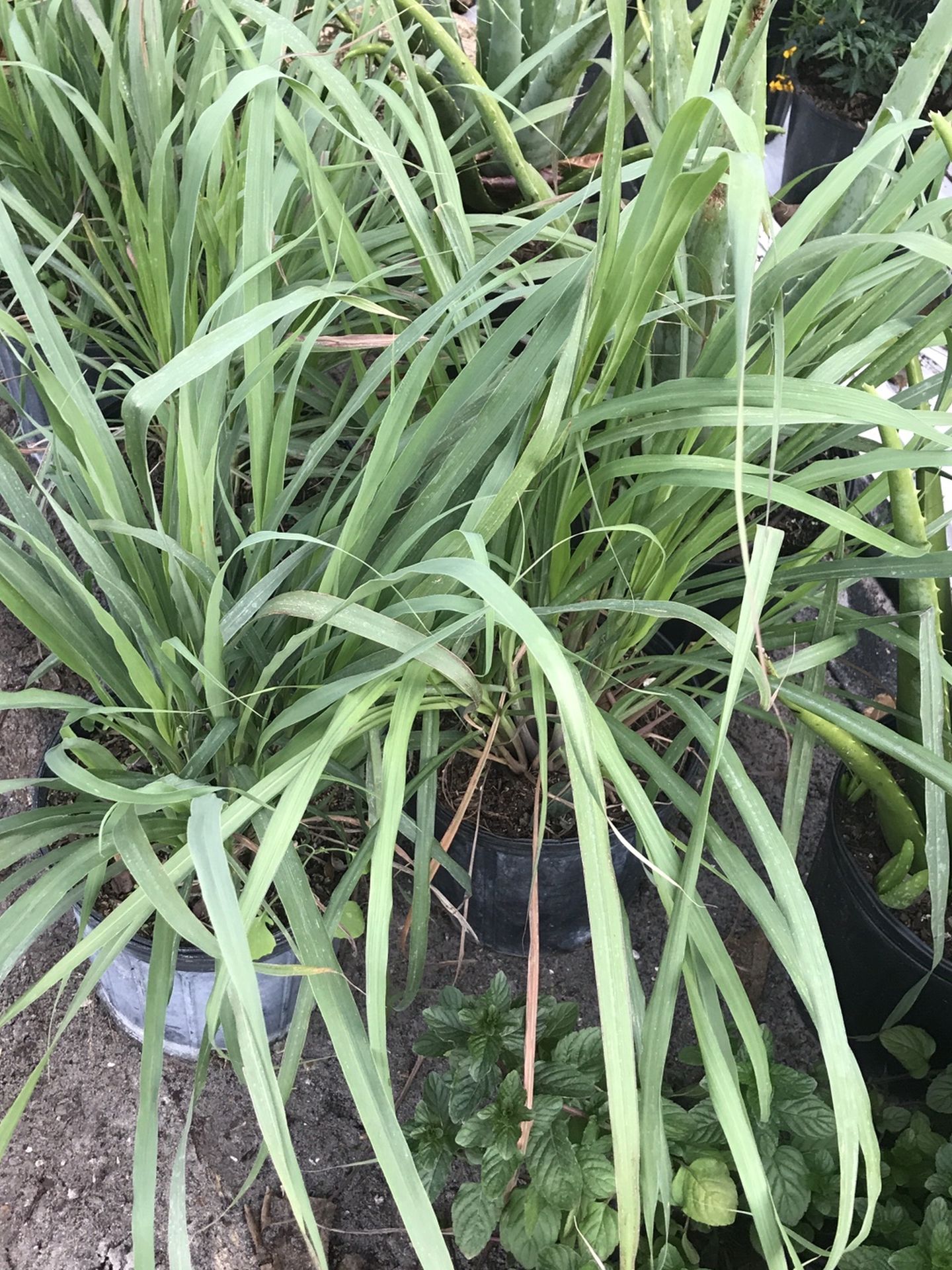 Lemon Grass Plants