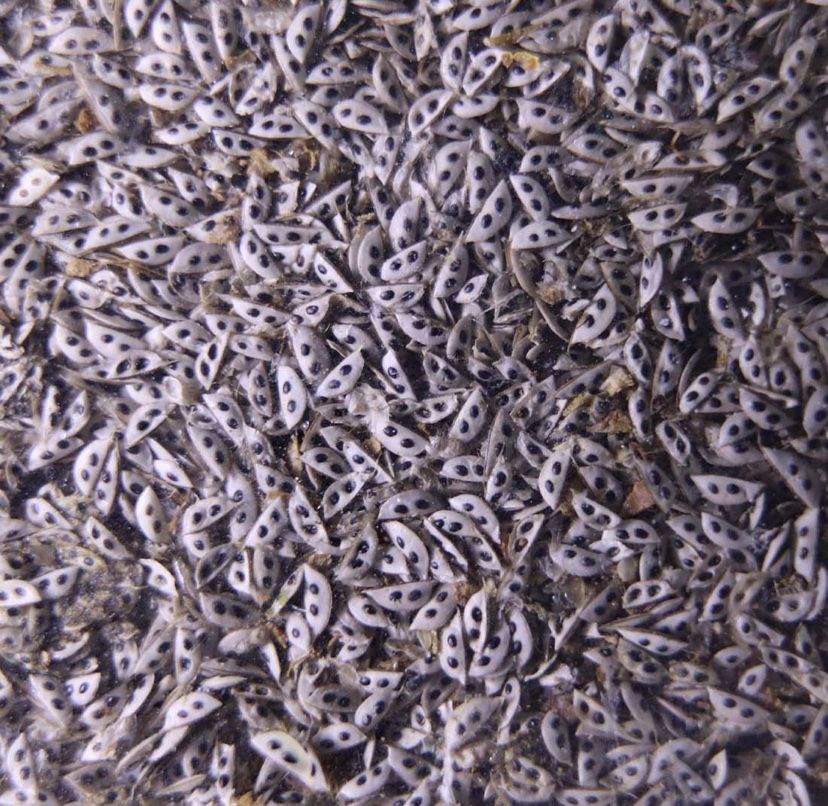 Daphnia Magna Capsule, For Fish Food, Algae Cleanup, Culture Starter