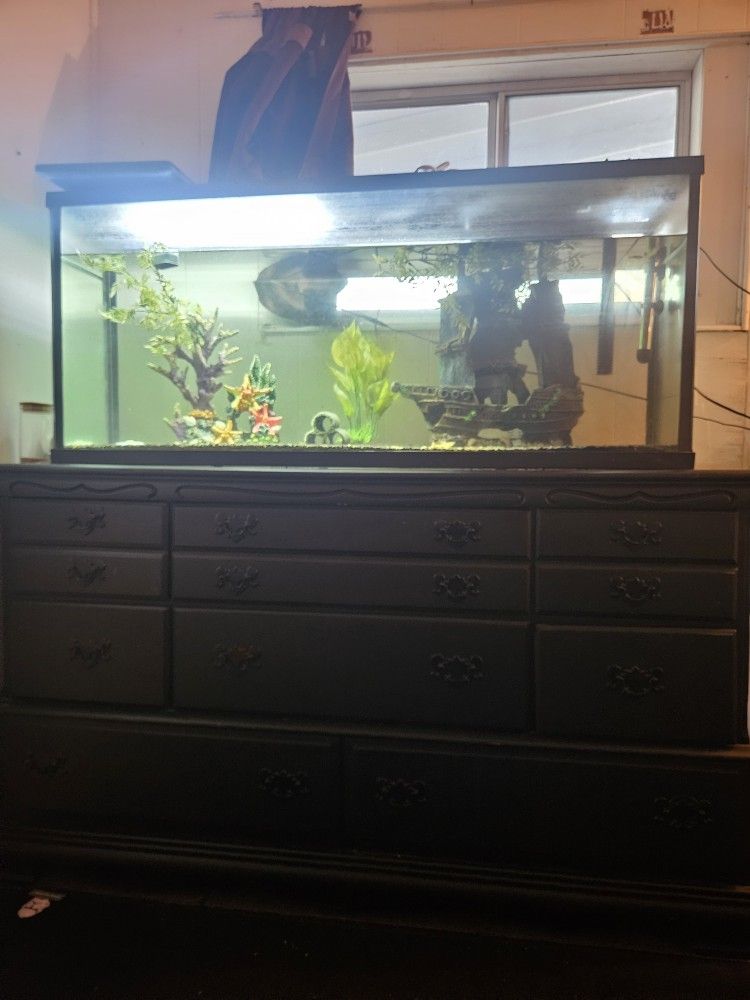 40 Gallon Fish Tank
