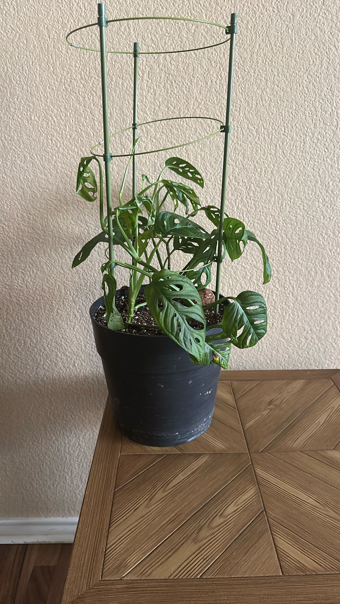 Swiss Cheese Plant (Adanson’s Monstera)