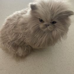 Fake Cat. Looks Really Real