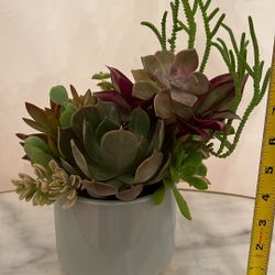 Succulent Arrangement 