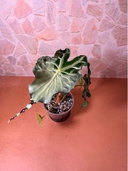 Alocasia Venom Plant - 5inch