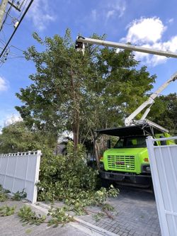 Stump grinder moledora troncos raíces árboles palmas trees palms stumps