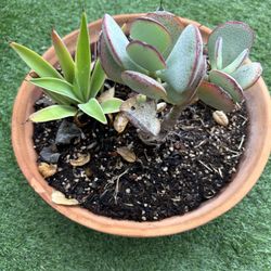 Succulent Arrangement 