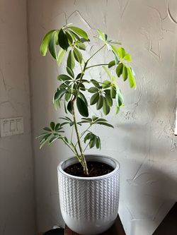 Beautiful Indoor Plant 30”