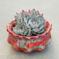 Succulents （Echeveria White Storm ）