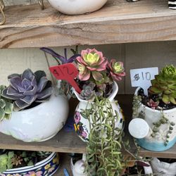 Cute Succulents 