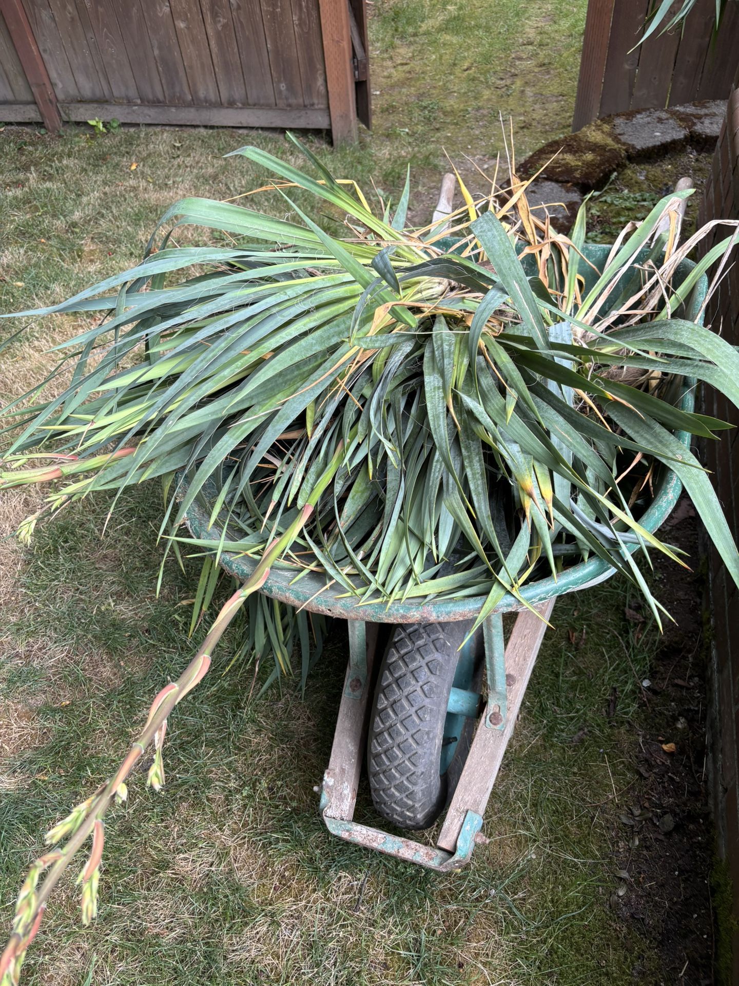 Lot Of Yucca Plants