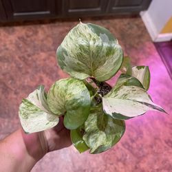 4” Manjula Pothos