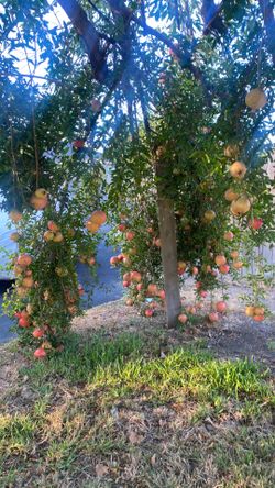 Pomegranates