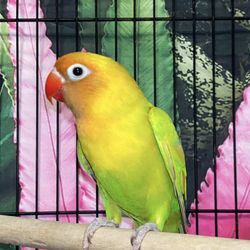 Dilute Green Black Cheeked Lovebirds Pygmy / Small)