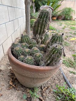 Large cactus cluster